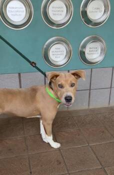 Shar Pei and Mixed Breed Dogs Available for Adoption in Honolulu, Hawaii - Whimsy | PetCurious