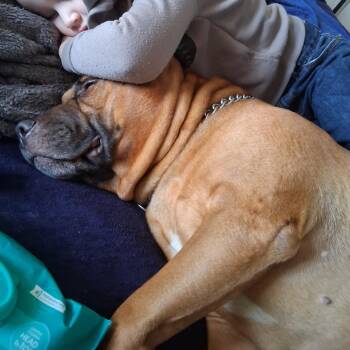 Hubba Bubba -  Mixed Breed Dog for Adoption in Newark, New Jersey - Hubba Bubba | PetCurious