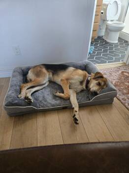Rescue German Shepherd Dog Dogs for Adoption in Ridgewood, New Jersey - Oakley | PetCurious