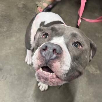 Lena (Luna) -  Terrier Dog for Adoption in Tampa, Florida - Lena (Luna) | PetCurious