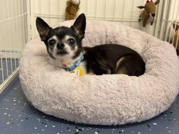 Donnie -  Chihuahua Dog for Adoption in Indianapolis, Indiana - Donnie | PetCurious