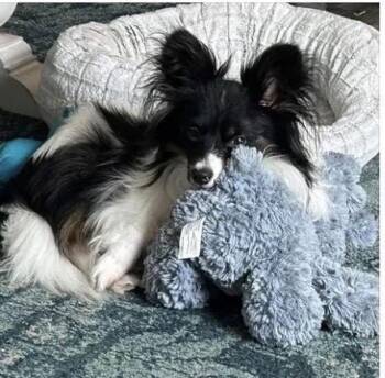 Tinker -  Papillon Dog for Adoption in Memphis, Tennessee - Tinker | PetCurious