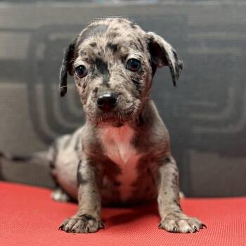 PATCH - ARRIVING IN MAINE JULY 18TH -  Mixed Breed Dog for Adoption in Berwick, Maine - PATCH - ARRIVING IN MAINE JULY 18TH | PetCurious