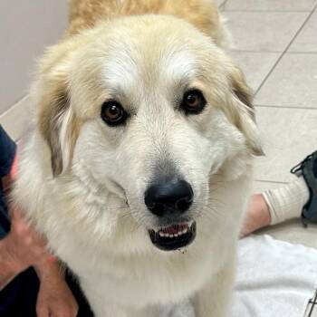 Great Pyrenees and Golden Retriever Dogs Available for Adoption - Shania Twain | PetCurious
