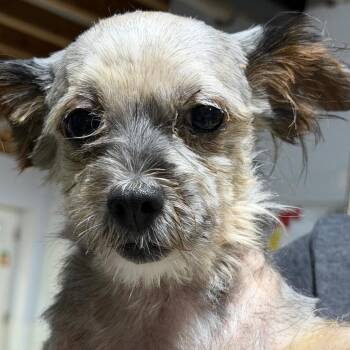 Chrissy -  Yorkshire Terrier Dog for Adoption in West Chester, Pennsylvania - Chrissy | PetCurious