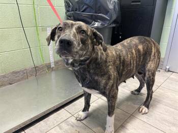 Rescue American Staffordshire Terrier and Mixed Breed Dogs for Adoption in Grand Prairie, Texas - POLLY | PetCurious