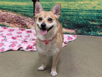 Chihuahua and Cardigan Welsh Corgi Dogs Available for Adoption in Moreno Valley, California - EMMY | PetCurious