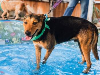 Franco -  German Shepherd Dog and Labrador Retriever Dog for Adoption in Fairfield, Connecticut - Franco | PetCurious