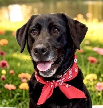 Blackberry -  Black Labrador Retriever Dog for Adoption in Perry, Iowa - Blackberry | PetCurious