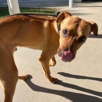 Hound and Mixed Breed Dogs Available for Adoption in Potomac, Maryland - Archie | PetCurious