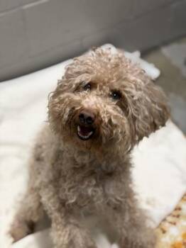 Elizabeth -  Miniature Poodle and Dachshund Dog for Adoption in Sacramento, California - Elizabeth | PetCurious