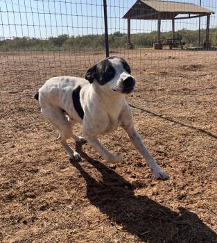 Rescue Pit Bull Terrier Dogs for Adoption in Seguin, Texas - Lulu | PetCurious