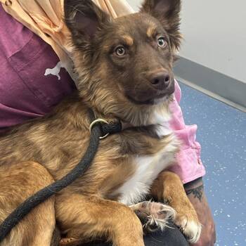 Shepherd Dogs Available for Adoption - Truffle | PetCurious