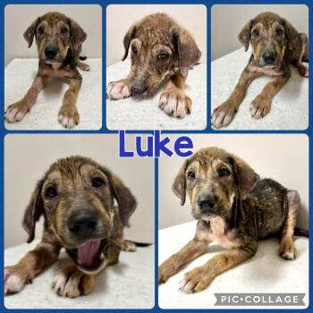 Luke -  Mixed Breed Dog for Adoption in Opelika, Alabama - Luke | PetCurious