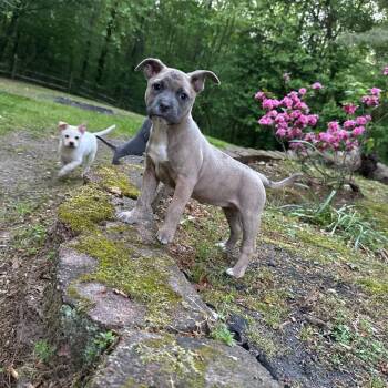 Mixed Breed Dogs Available for Adoption in Fredericksburg, Virginia - Aria | PetCurious