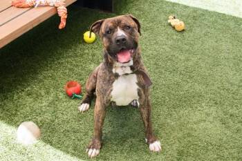 LOVE -  Pit Bull Terrier Dog for Adoption in Santa Monica, California - LOVE | PetCurious