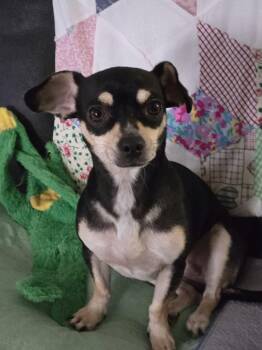 Gabby -  Chihuahua and Dachshund Dog for Adoption in Lakemont, Georgia - Gabby | PetCurious