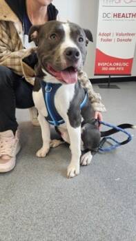 Rescue Mixed Breed Dogs for Adoption in West Chester, Pennsylvania - Spirit | PetCurious