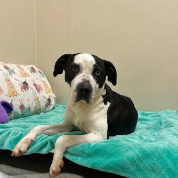 American Staffordshire Terrier Dogs Available for Adoption - Moo | PetCurious