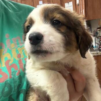 Terrier Dogs Available for Adoption in Tupelo, Mississippi - Orca - 040211U | PetCurious