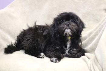 Poppy in NH. Come Meet our Adoptable Dogs Wednesday-Saturday. Mo -  Lhasa Apso Dog for Adoption in Manchester, New Hampshire - Poppy In NH. Come Meet Our Adoptable Dogs Wednesday-Saturday. Mo | PetCurious