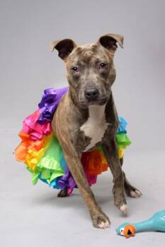 Meelah -  Mixed Breed Dog for Adoption in Atlanta, Georgia - Meelah | PetCurious