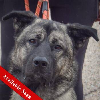 Hugo -  Norwegian Elkhound and Anatolian Shepherd Dog for Adoption in Huntley, Illinois - Hugo | PetCurious