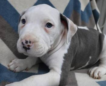Staffordshire Bull Terrier Dogs Available for Adoption in Thief River Falls, Minnesota - Pip | PetCurious