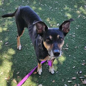 Penny -  Hound Dog for Adoption in Port Richey, Florida - Penny | PetCurious