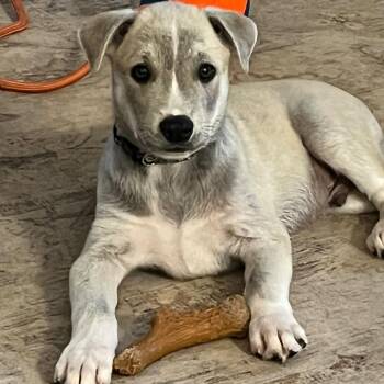 Joffrey -  Mixed Breed Dog for Adoption in West Olive, Michigan - Joffrey | PetCurious