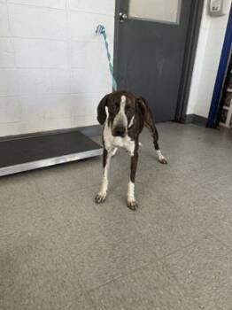 Rescue Mixed Breed Dogs for Adoption in Port Allen, Louisiana - 59573198 | PetCurious