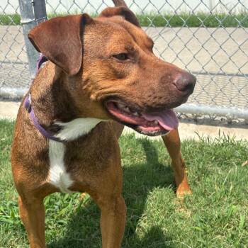 Cream Cheese -  Pit Bull Terrier and Mixed Breed Dog for Adoption in League City, Texas - Cream Cheese | PetCurious