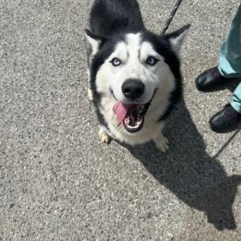 Rescue Siberian Husky Dogs for Adoption in Missoula, Montana - Meet Habeas – A True Survivor Ready For His Forever Home | PetCurious