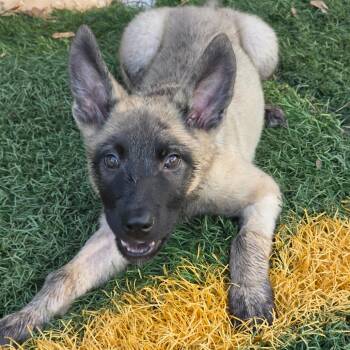 Mist DD -  Belgian Shepherd Malinois and German Shepherd Dog Dog for Adoption in Austin, Texas - Mist DD | PetCurious