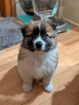 Saint Bernard and Mixed Breed Dogs Available for Adoption - Cal | PetCurious