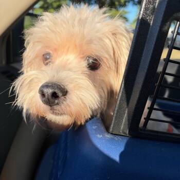 Benny -  Shih Tzu and Poodle Dog for Adoption in Helena, Alabama - Benny | PetCurious