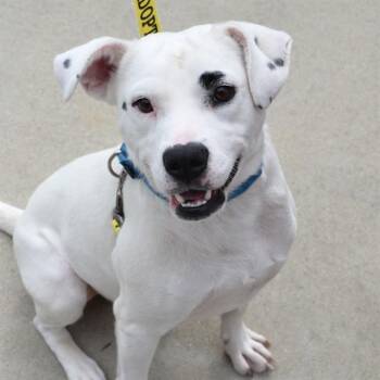 PANKO -  Labrador Retriever and Mixed Breed Dog for Adoption in St. Louis, Missouri - PANKO | PetCurious