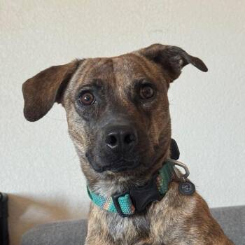 Arlington -  Mixed Breed Dog for Adoption in Tonopah, Arizona - Arlington | PetCurious
