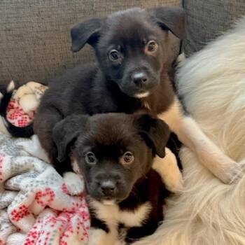 Great Pyrenees Dogs Available for Adoption - Noah | PetCurious