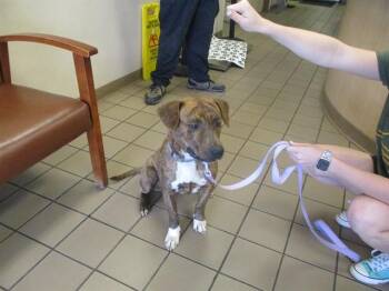 Pit Bull Terrier Dogs Available for Adoption in Ocala, Florida - FINLEY | PetCurious