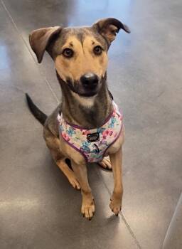 Belgian Shepherd Malinois and Mixed Breed Dogs Available for Adoption - Luna (*_*) | PetCurious