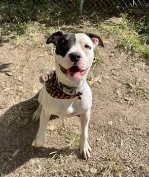 Rescue Pit Bull Terrier Dogs for Adoption in Lafayette, Indiana - Emilio | PetCurious