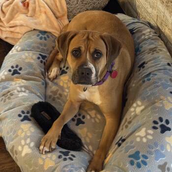 Boxer Dogs Available for Adoption in Jackson, Georgia - Daisy | PetCurious