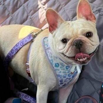 Penny -  French Bulldog Dog for Adoption in Hinesville, Georgia - Penny | PetCurious