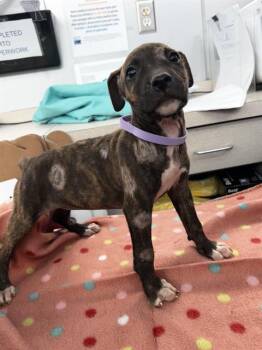 SABLE -  Mixed Breed Dog for Adoption in Dallas, Texas - SABLE | PetCurious