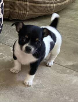 Chanelle -  Chihuahua Dog for Adoption in Toronto, Ontario - Chanelle | PetCurious