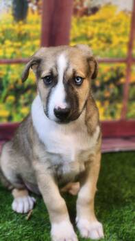 Husky and Shepherd Dogs Available for Adoption in Austin, Texas - Oakley DG | PetCurious