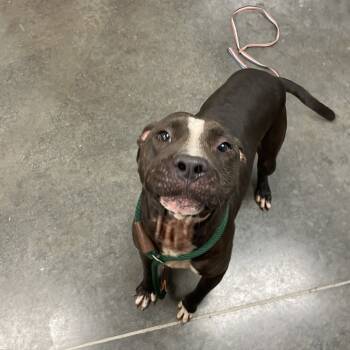 Rescue Mixed Breed Dogs for Adoption in Dickinson, Texas - Badger | PetCurious