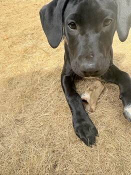 Rosie -  Catahoula Leopard Dog and Labrador Retriever Dog for Adoption in Eureka, California - Rosie | PetCurious