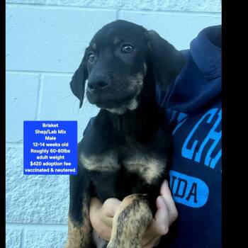 Brisket -  Shepherd and Labrador Retriever Dog for Adoption in Oviedo, Florida - Brisket | PetCurious